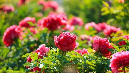 爆料半亩花田视频,视频爆料背后的护肤真相